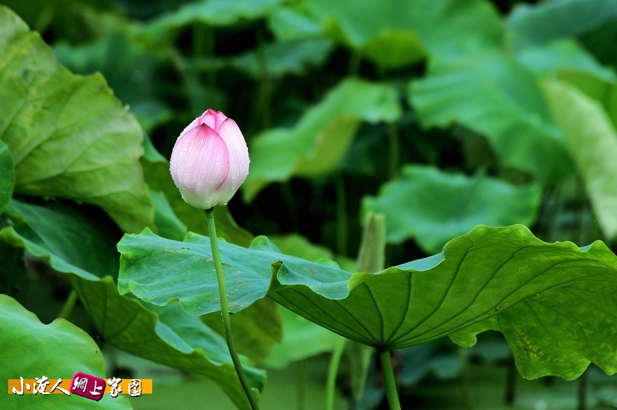 DSC_8394.jpg